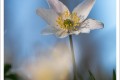 le printemps arrive...